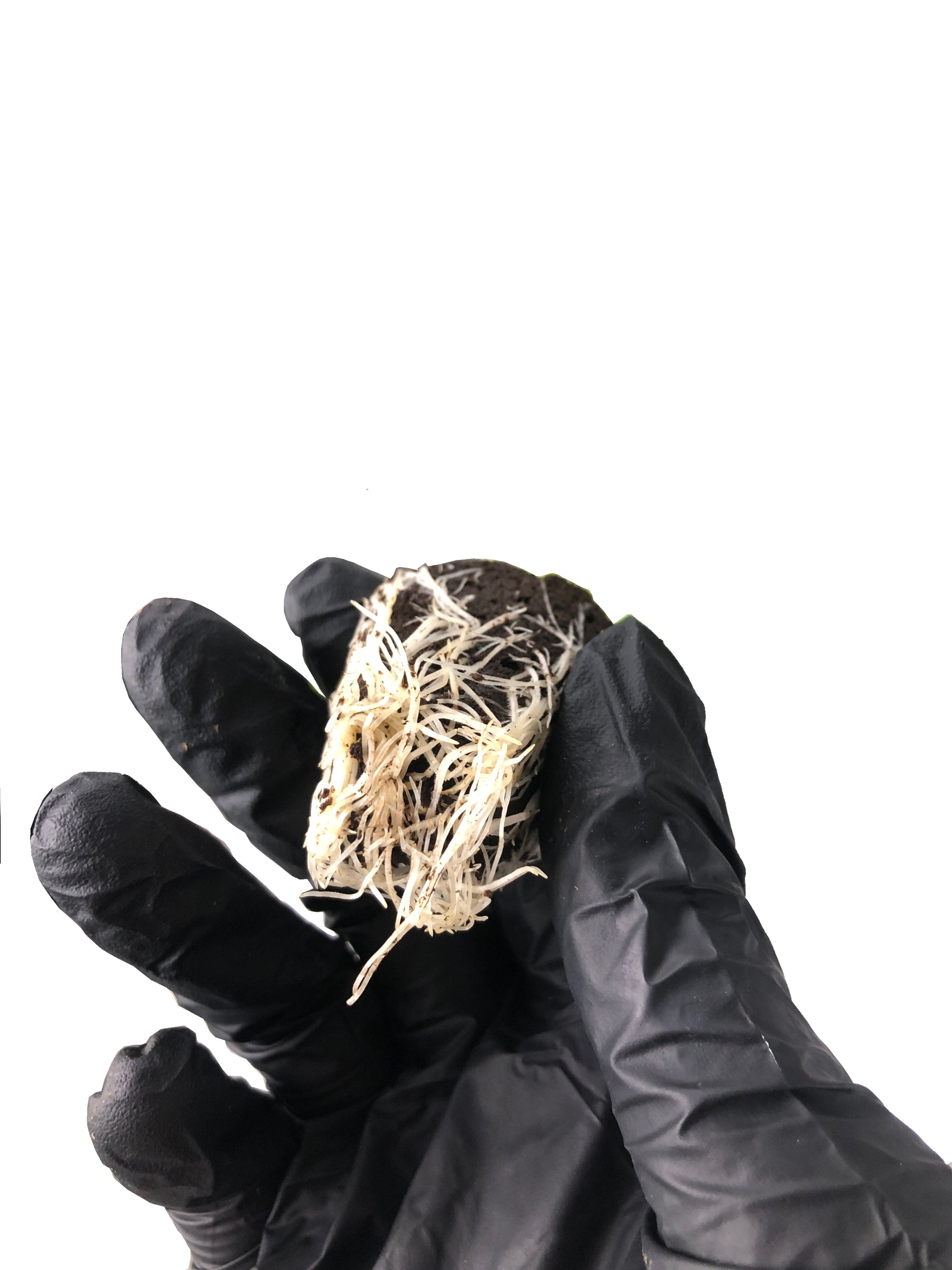 Gelato 45 - Steckling