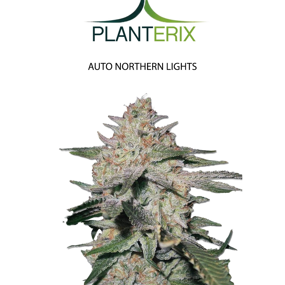 Auto Northern Lights Samen