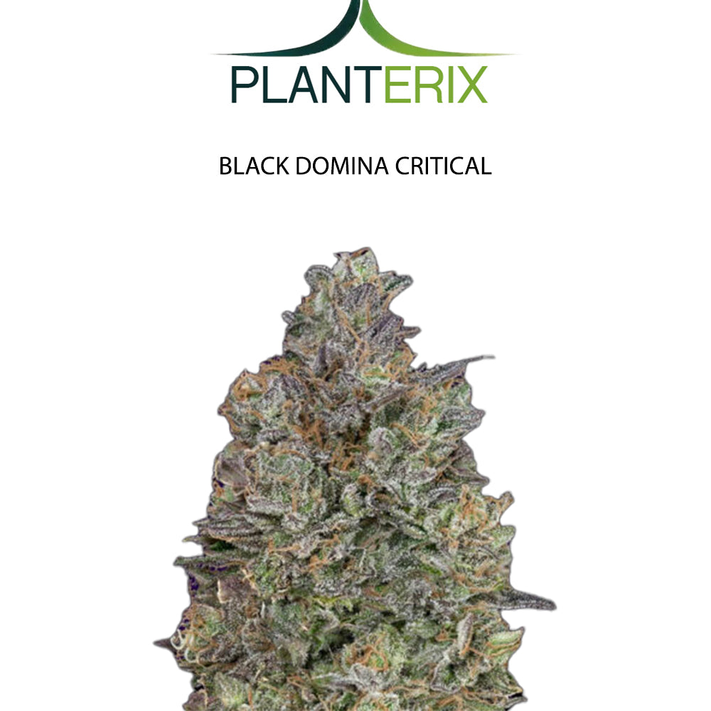 Black Domina x Critical Samen