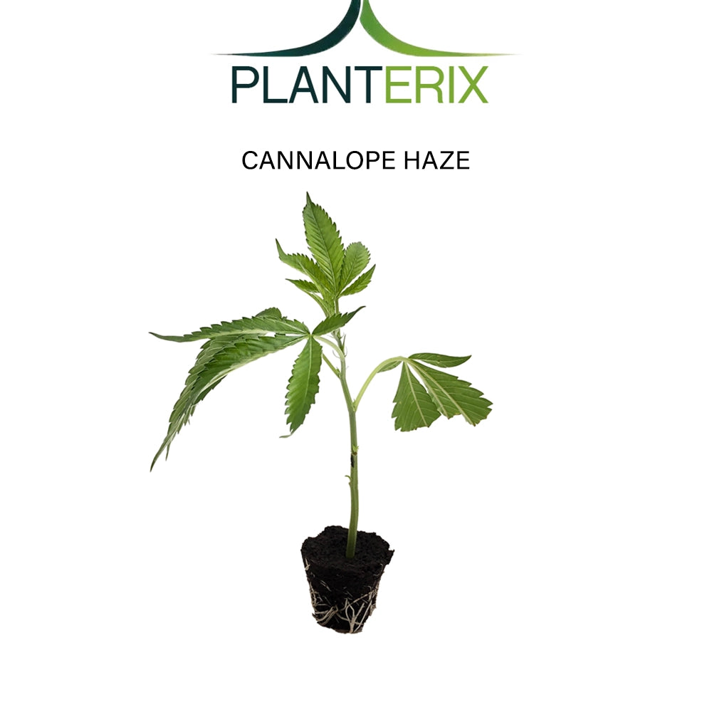 Cannalope Haze - Steckling