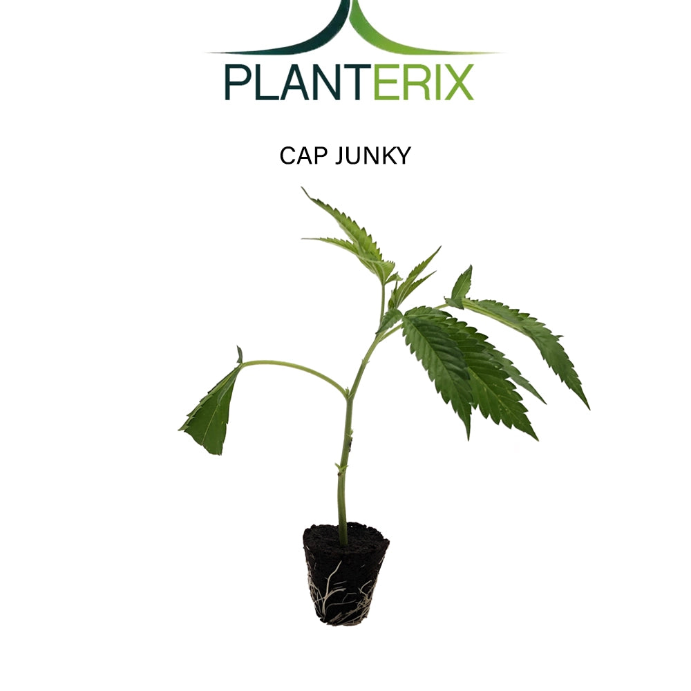 Cap Junky - Steckling