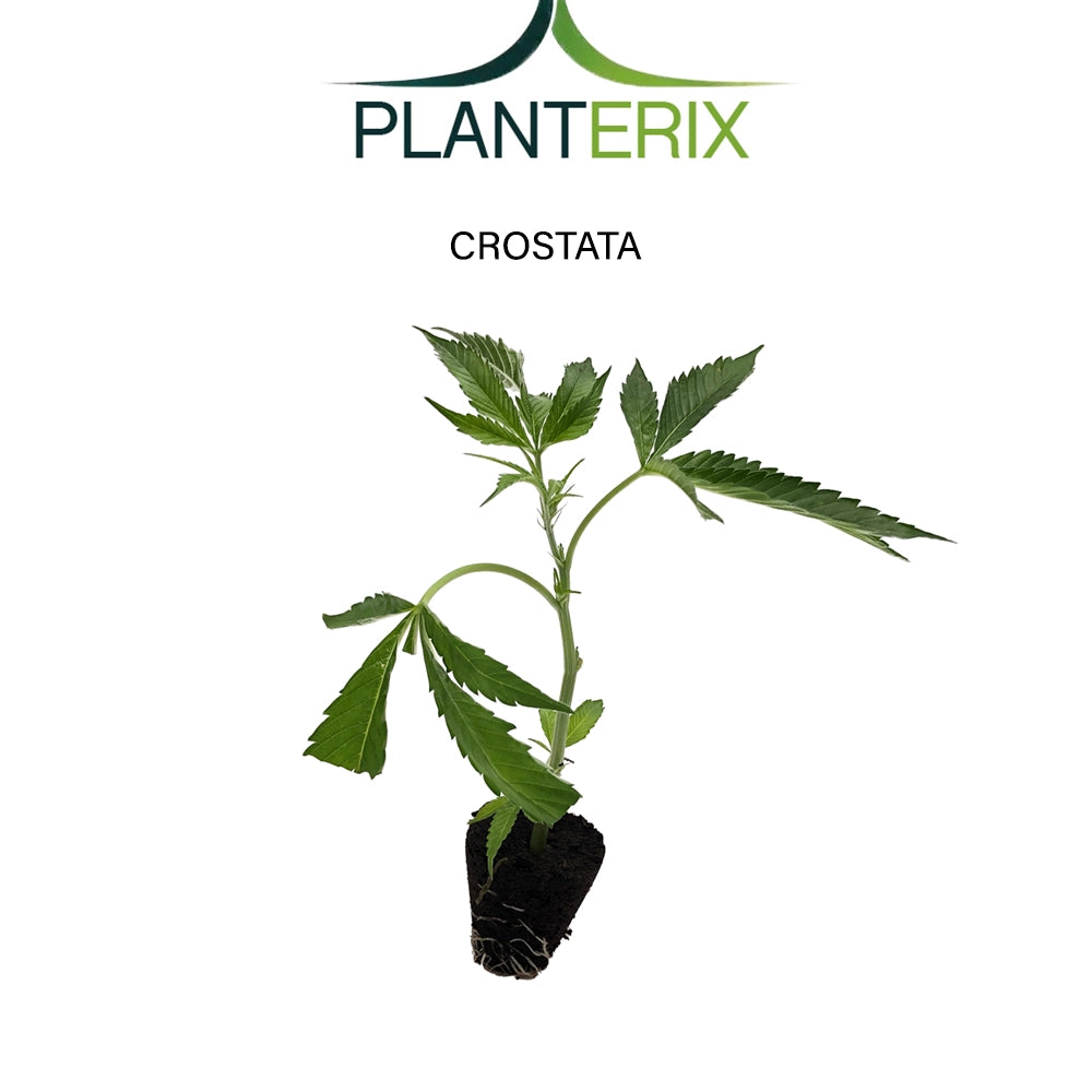 Crostata - Steckling