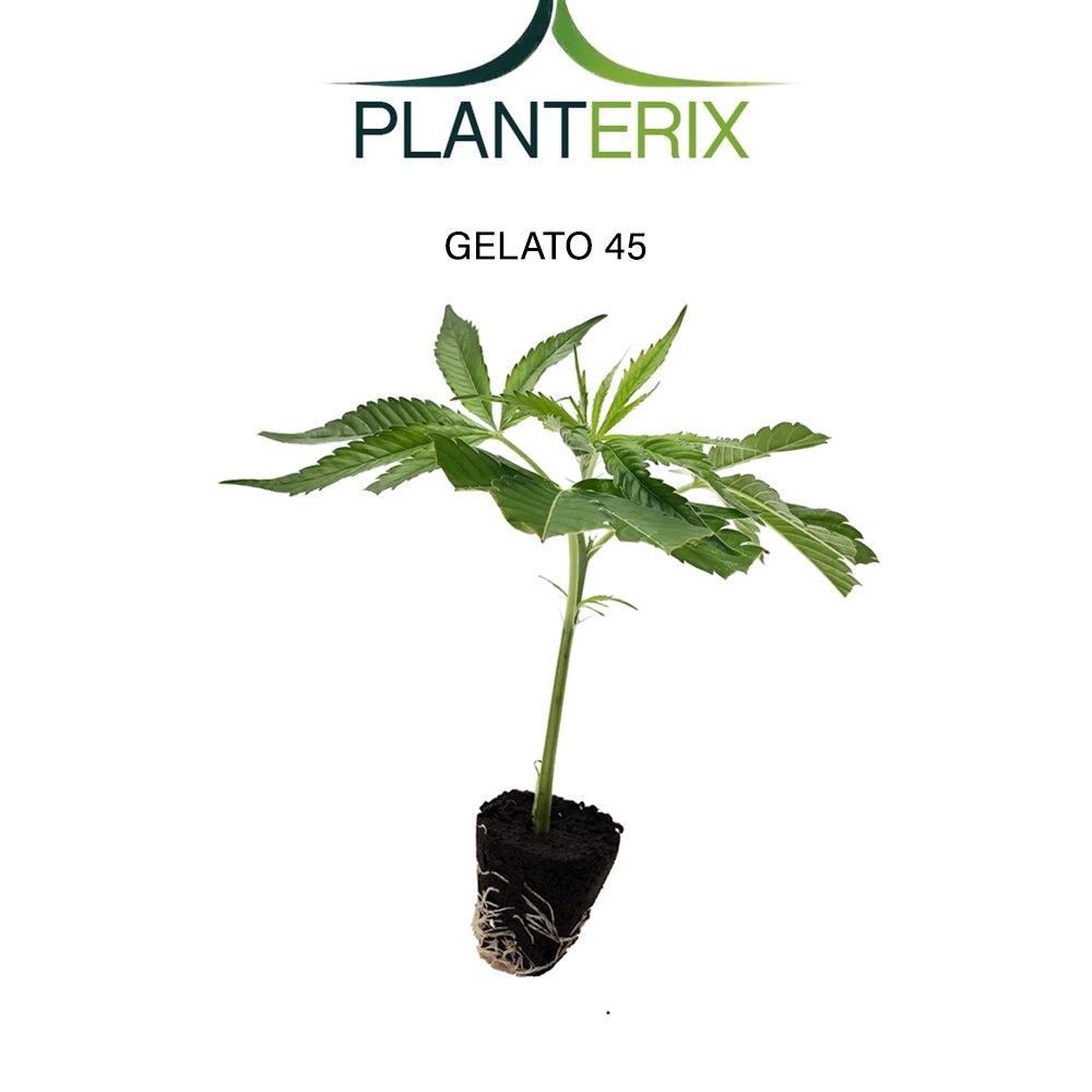 Gelato 45 - Steckling