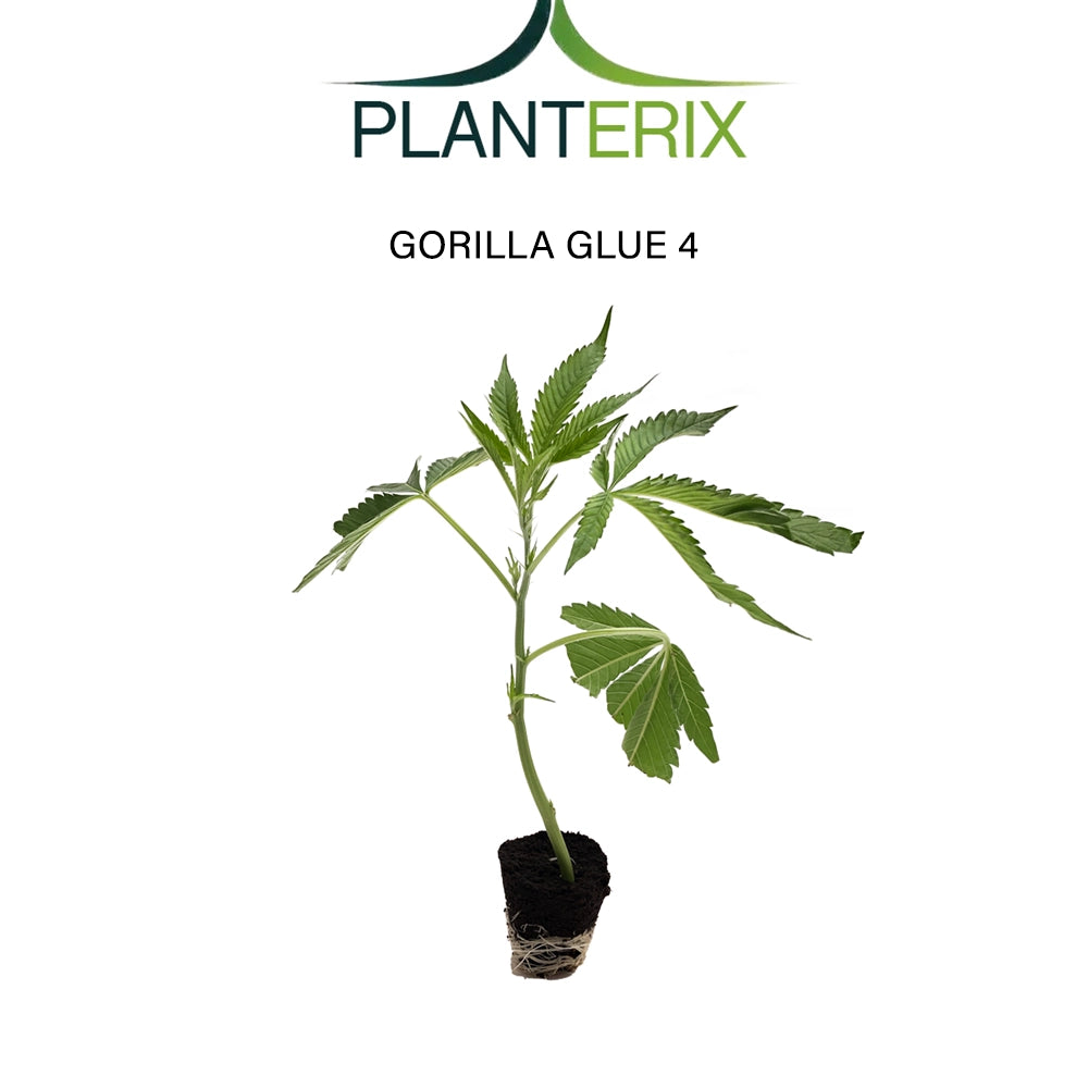 Gorilla Glue 4 - Steckling