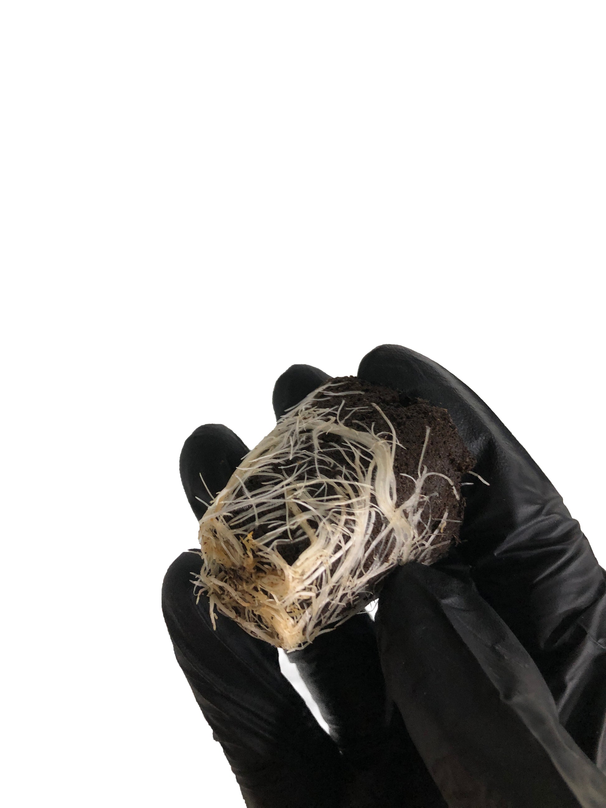 Master's Amnesia - Steckling