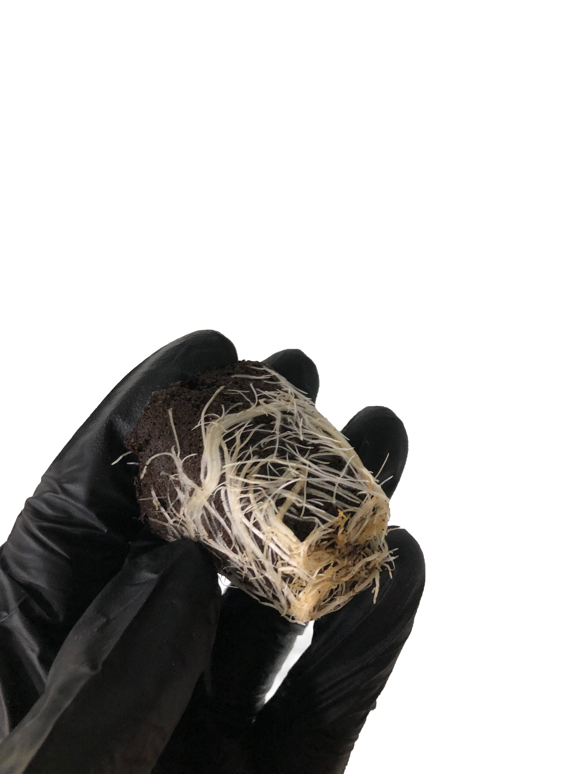 Gorilla Glue 4 - Steckling