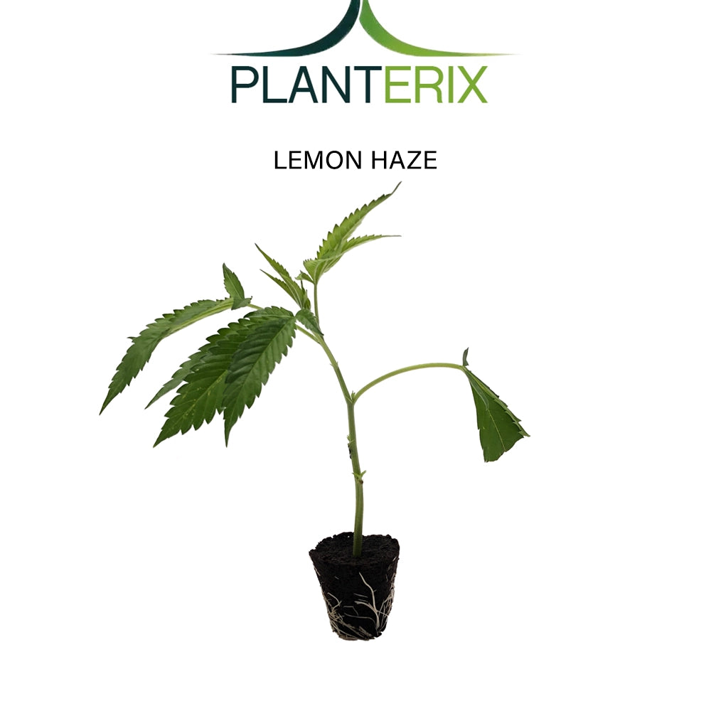 Lemon Haze - Steckling