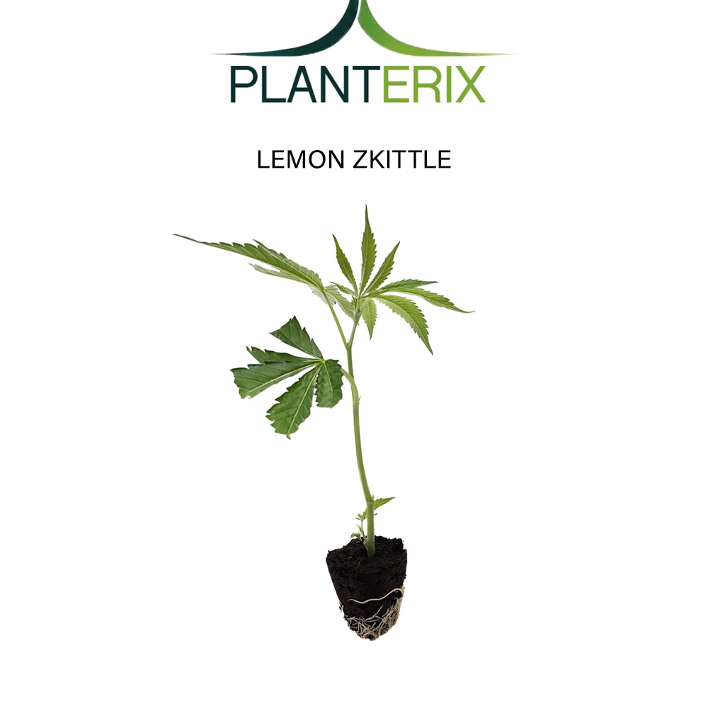 Lemon Zkittle - Steckling