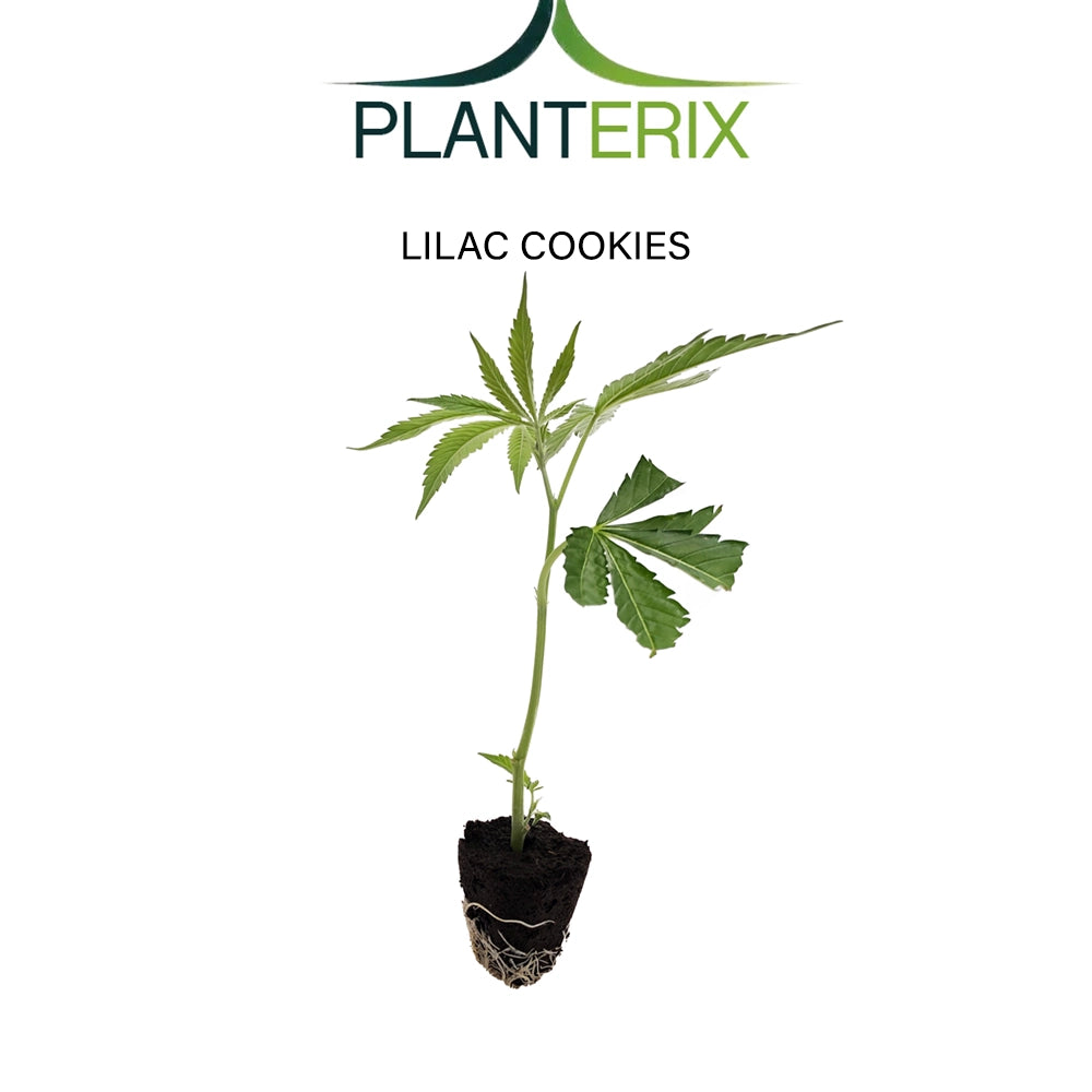 Lilac Cookies - Steckling