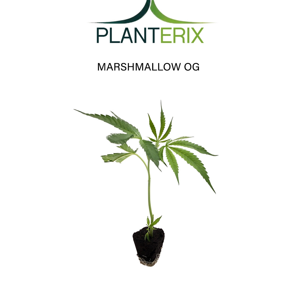 Marshmallow OG - Steckling