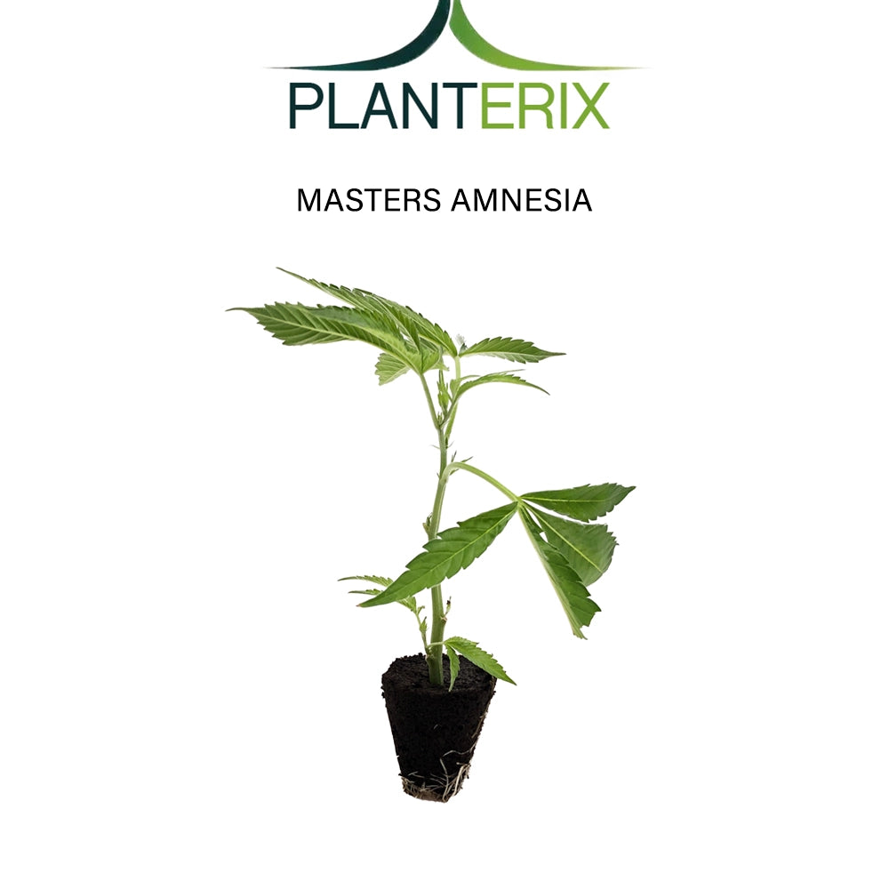 Master's Amnesia - Steckling