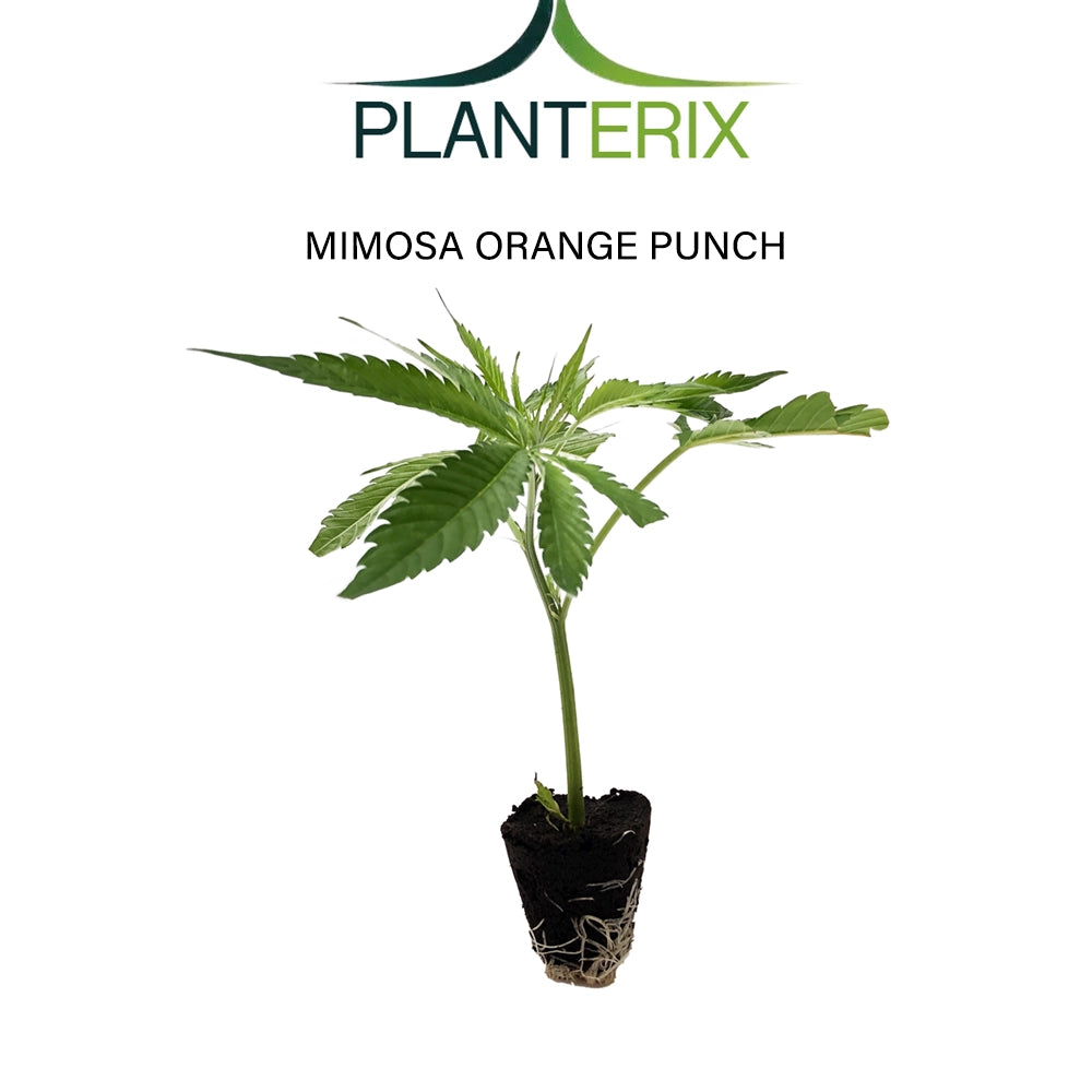 Mimosa x Orange Punch - Steckling