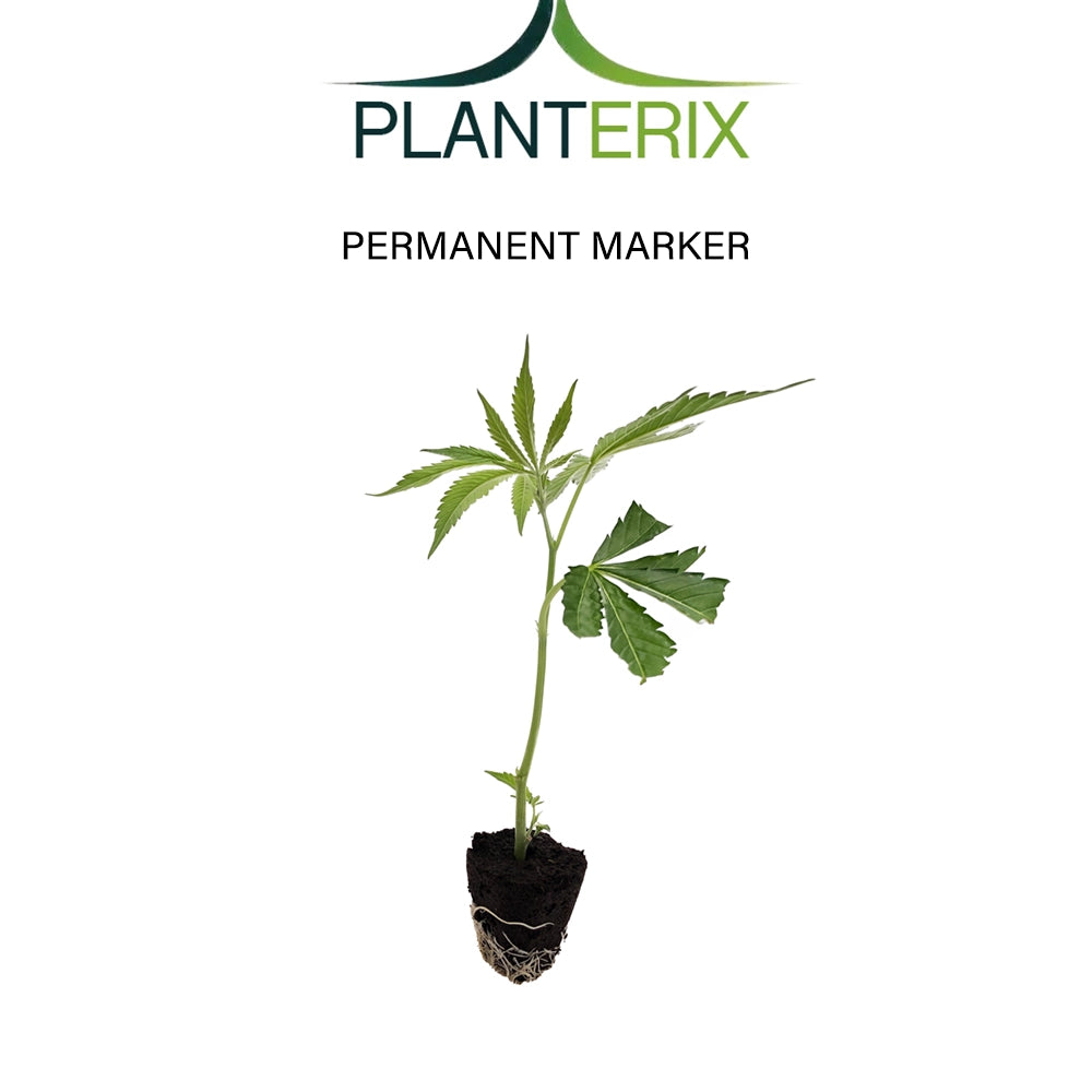 Permanent Marker - Steckling