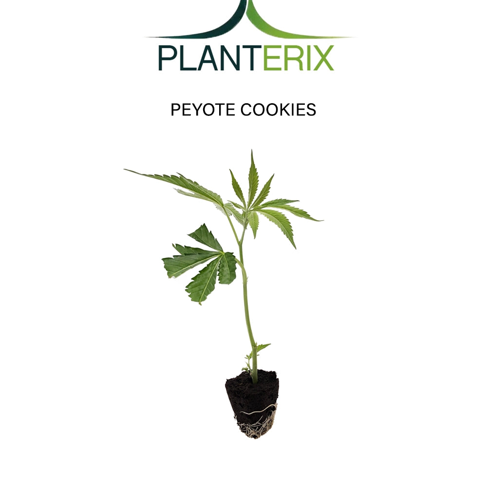 Peyote Cookies - Steckling