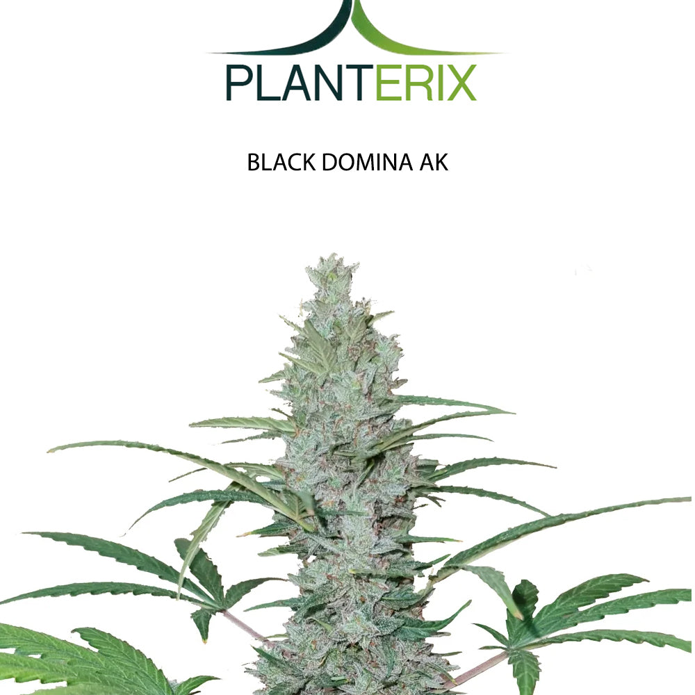 Black Domina x AK Samen