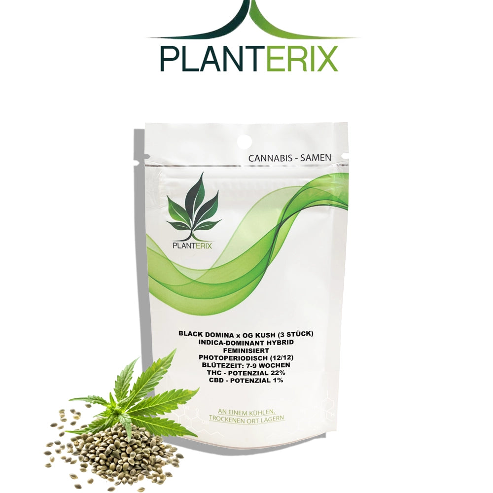 Black Domina OG Kush Samen