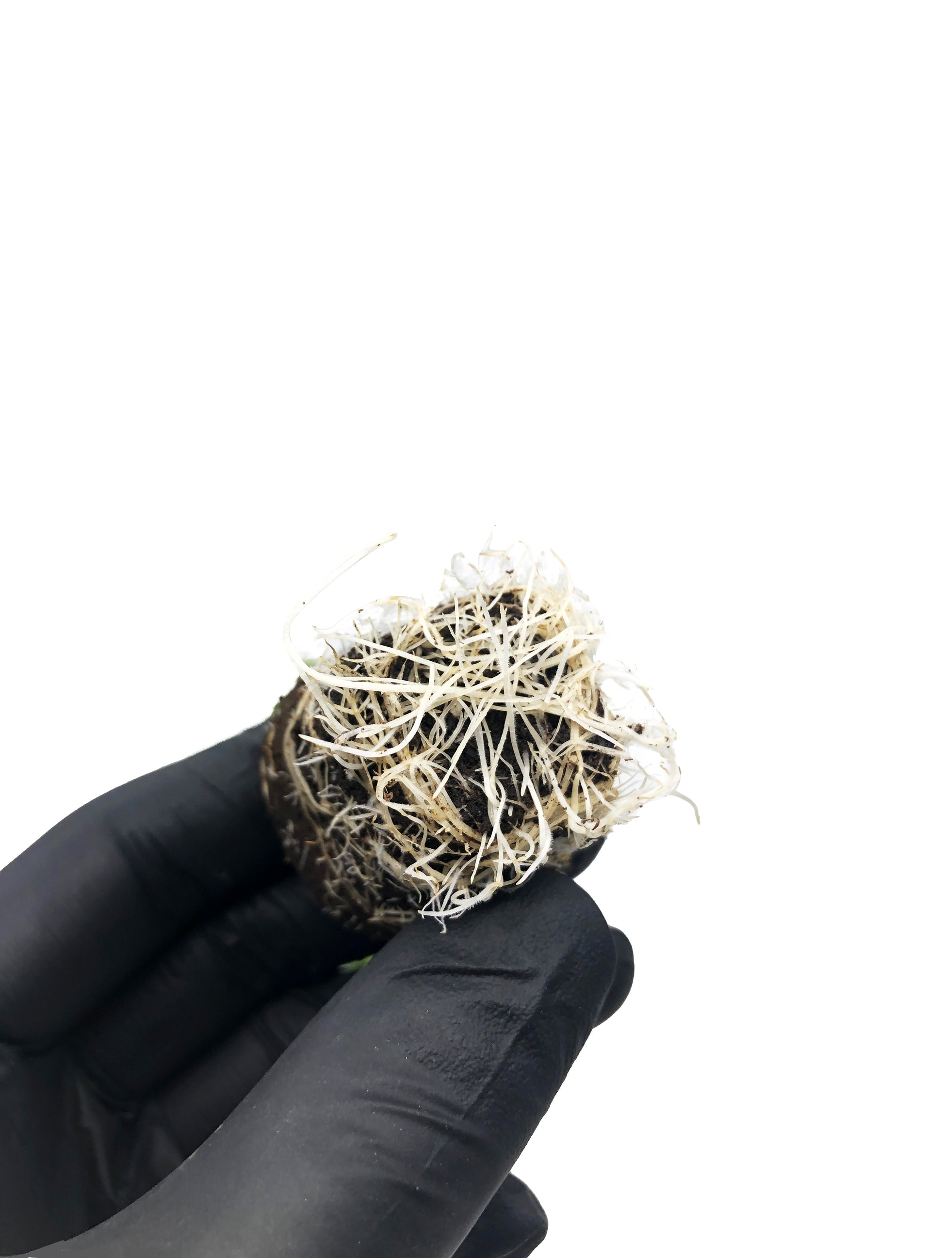 Northern Lights - Steckling