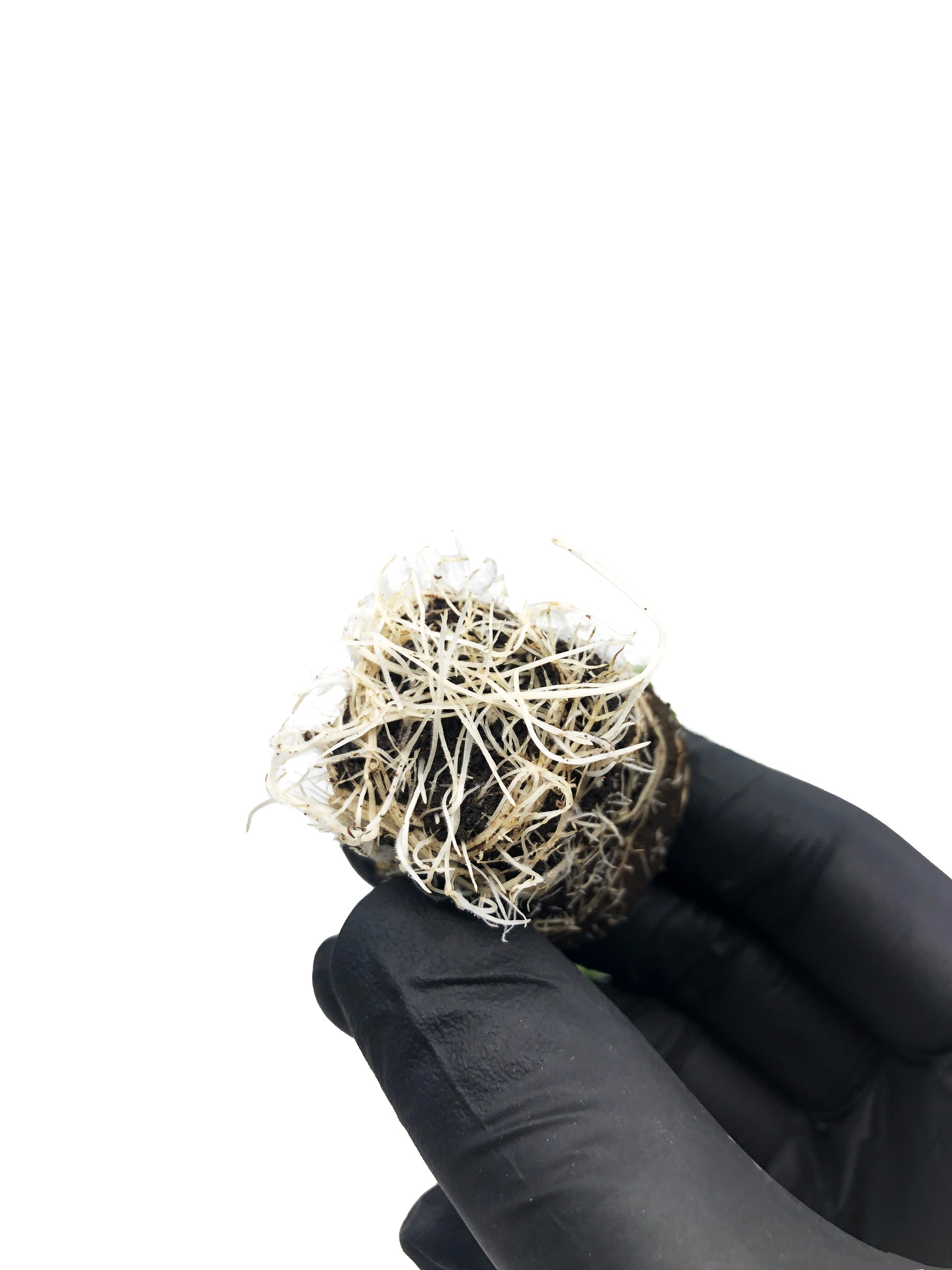 Cannalope Haze - Steckling