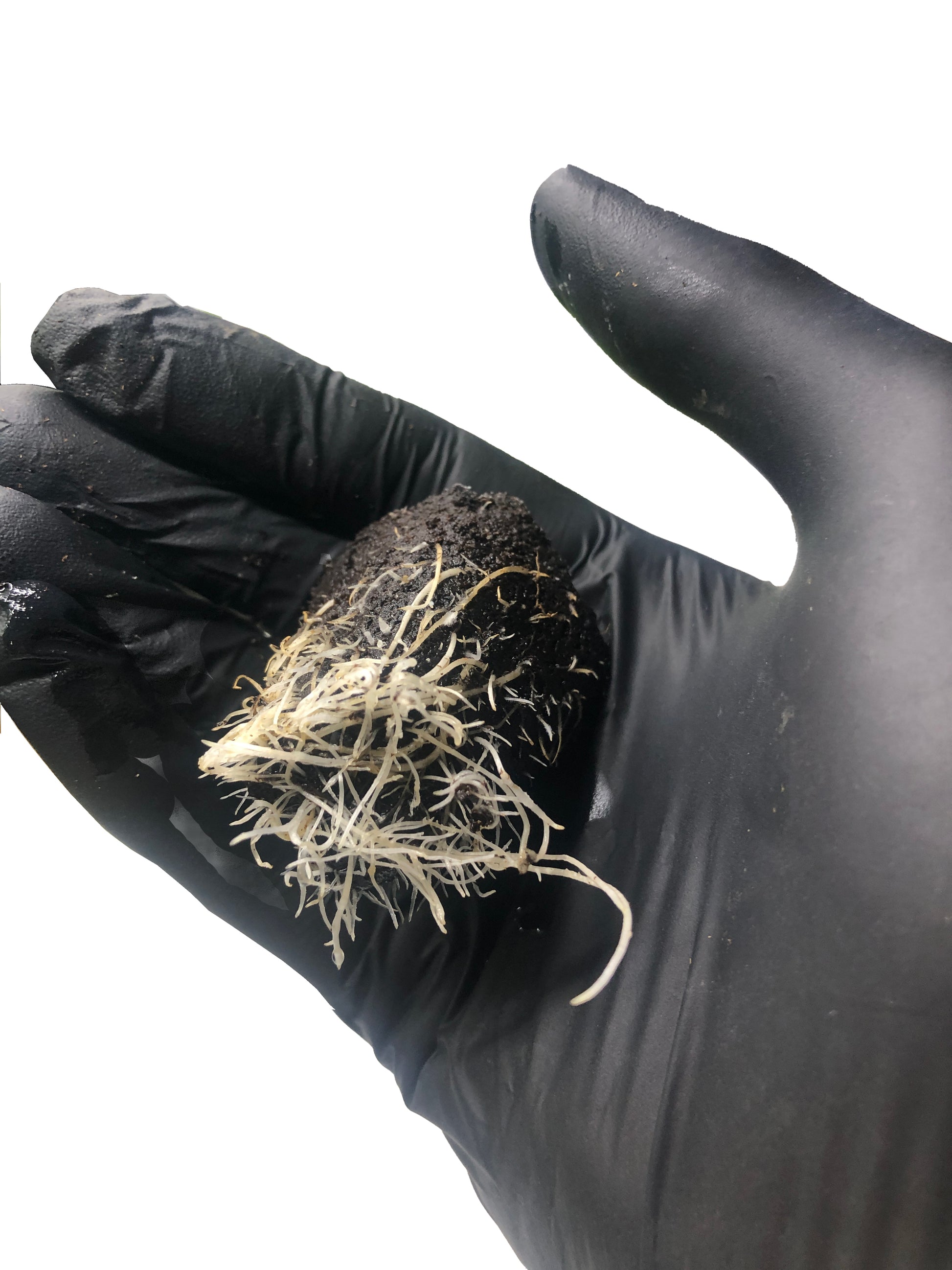 Cap Junky - Steckling