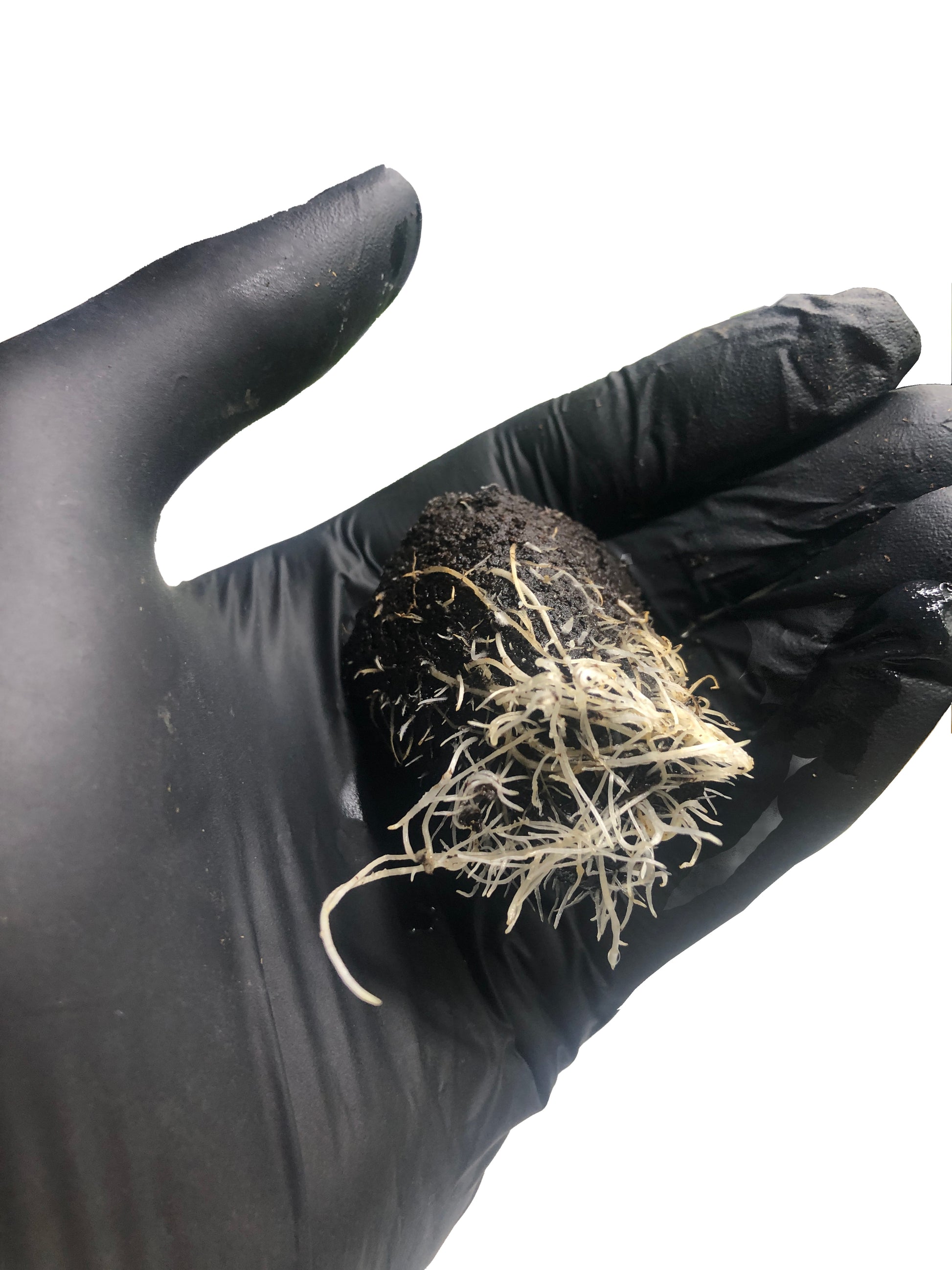 Permanent Marker - Steckling