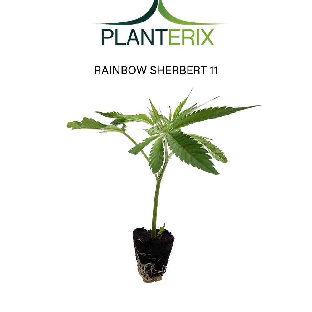 Rainbow Sherbert 11 - Steckling