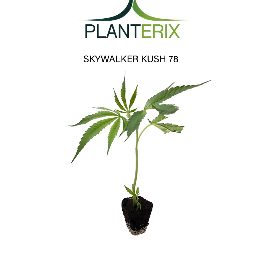 Skywalker Kush 78 - Steckling