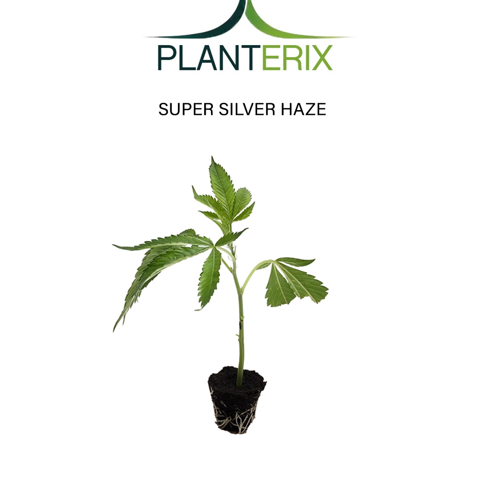 Super Silver Haze - Steckling