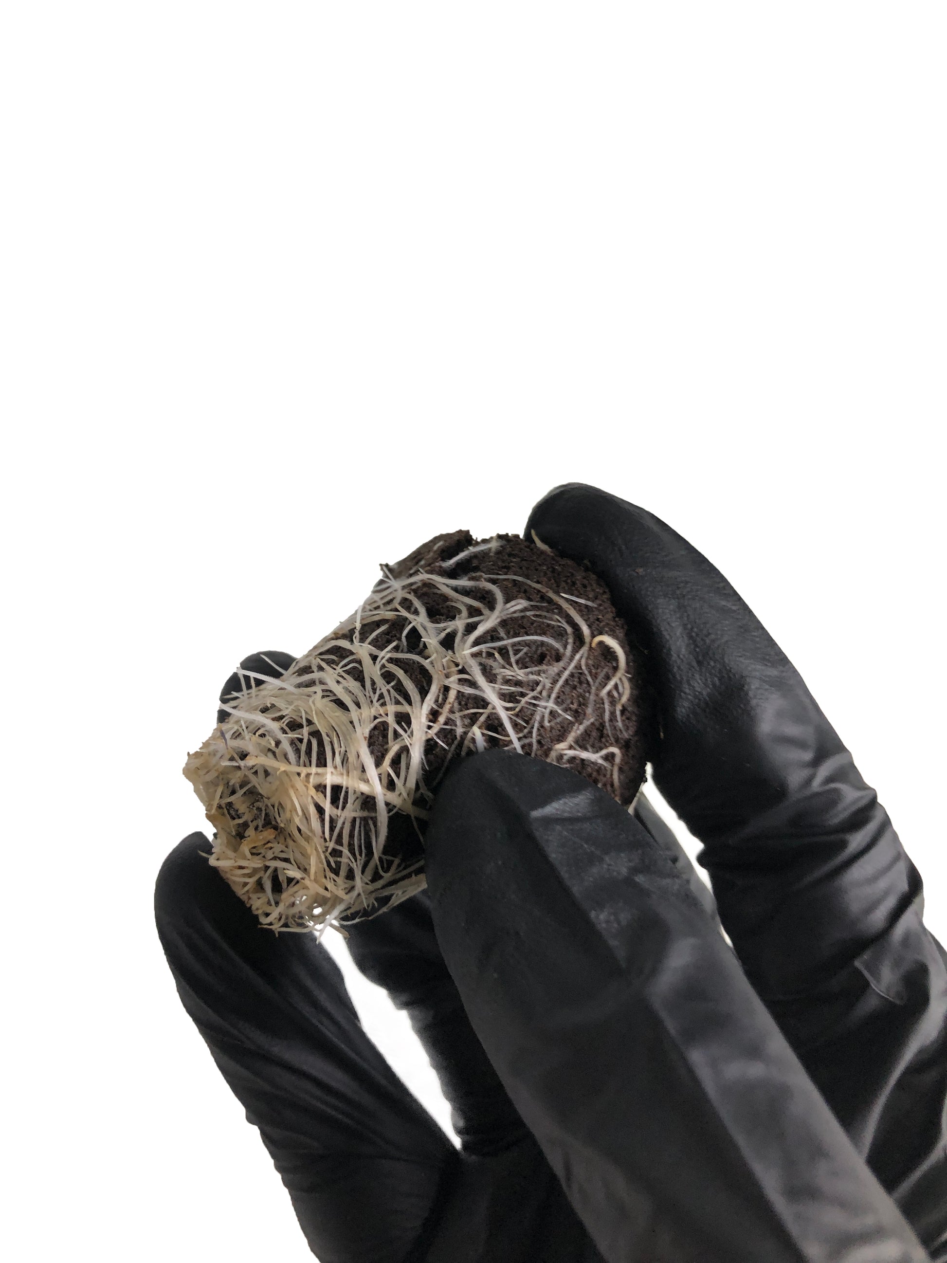 Crostata - Steckling