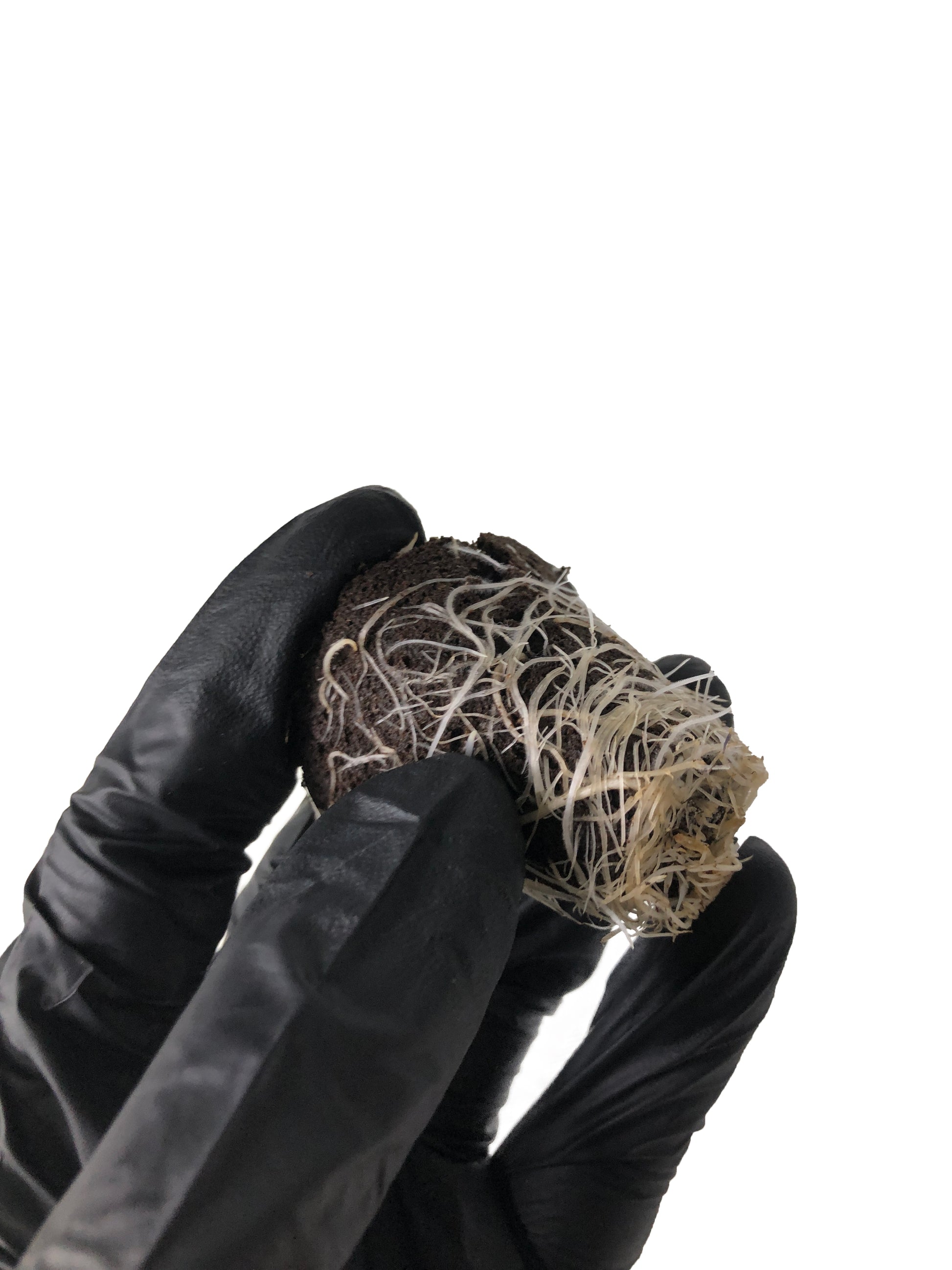 Lemon Zkittle - Steckling