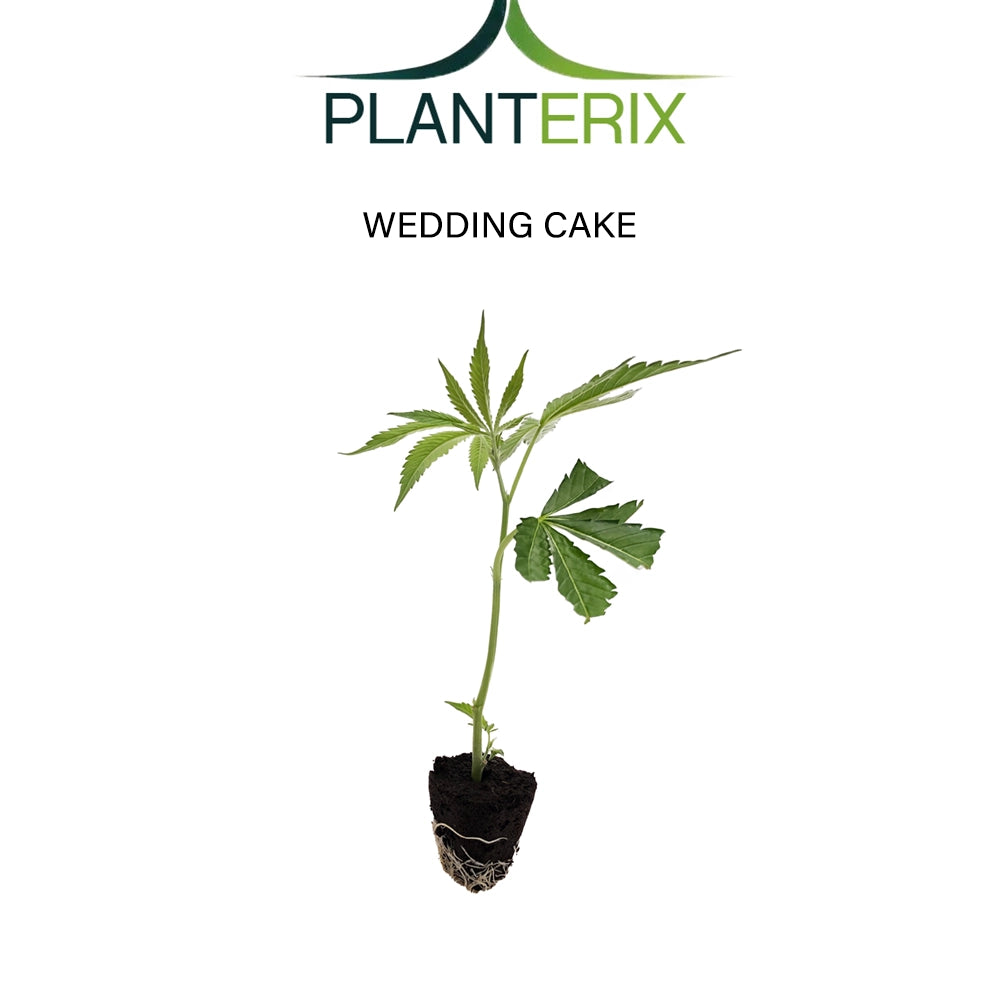 Wedding Cake - Steckling