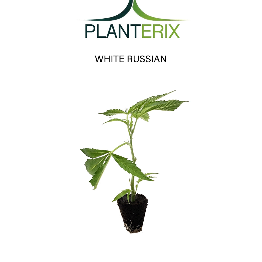 White Russian - Steckling