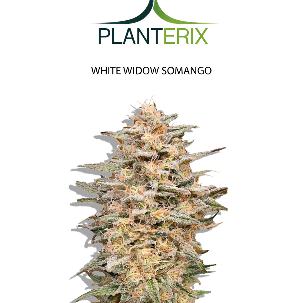 White Widow x Somango Samen