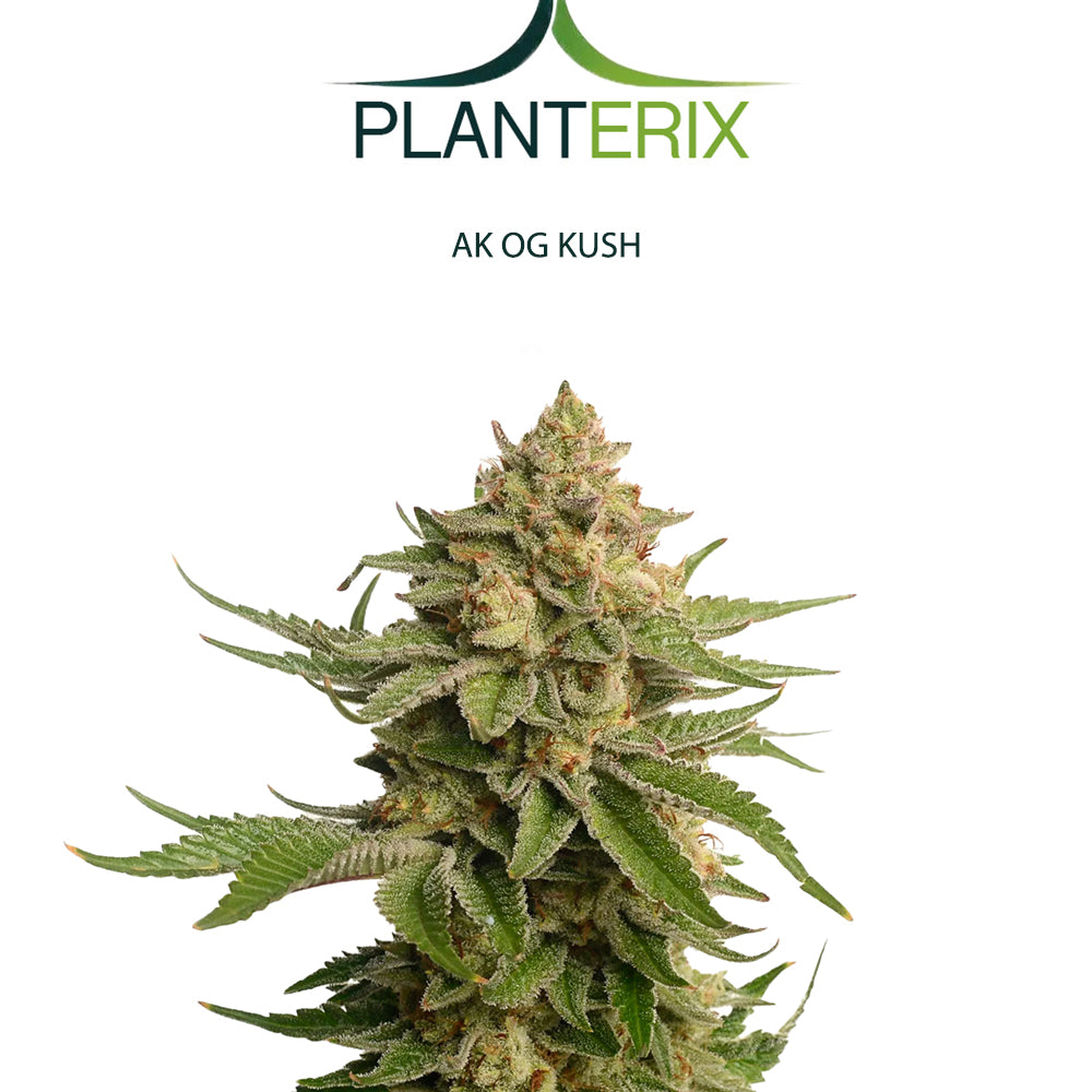 AK x OG Kush Samen