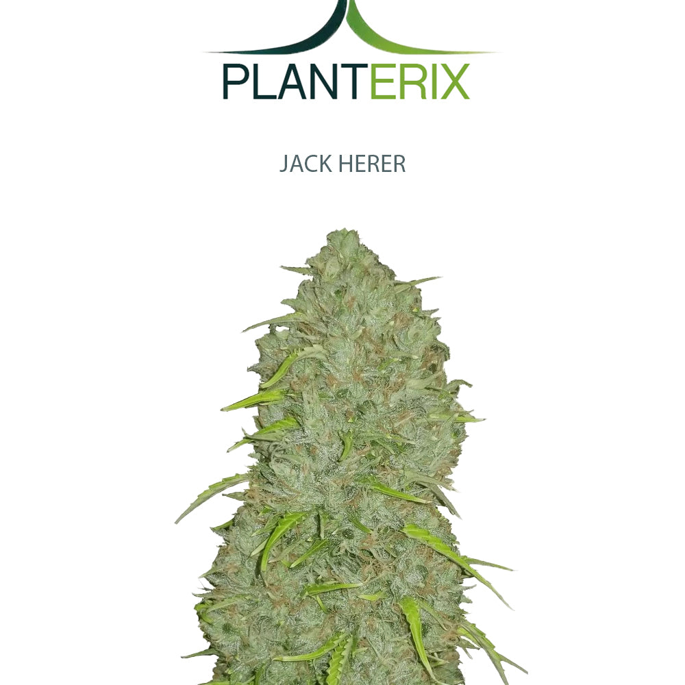 Auto Jack Herer Samen