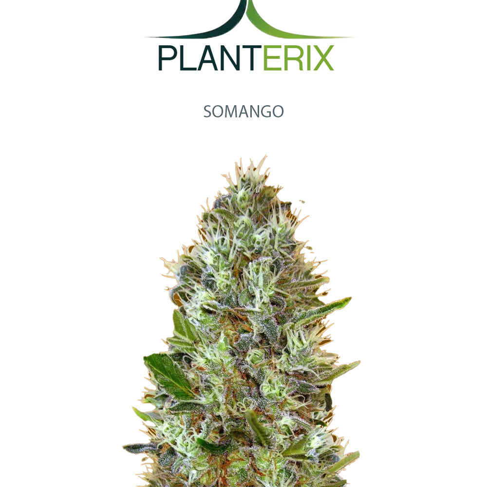Auto Somango Samen