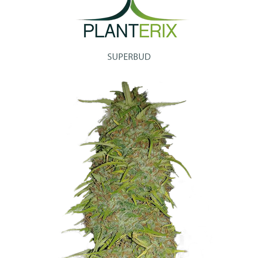 Auto Super Bud Samen