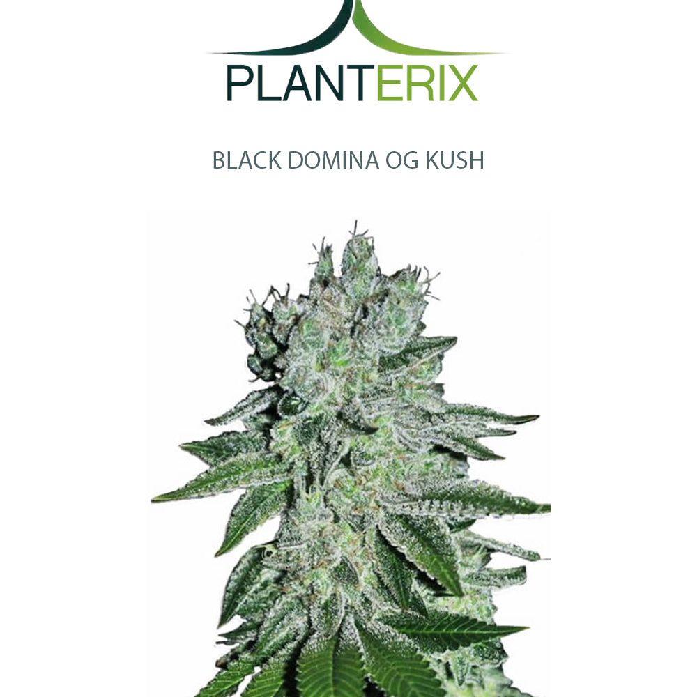 Black Domina OG Kush Samen