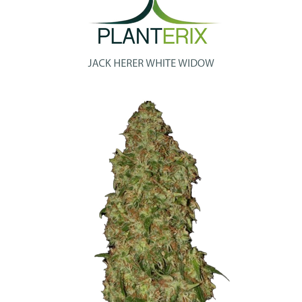 Jack Herer x White Widow Samen