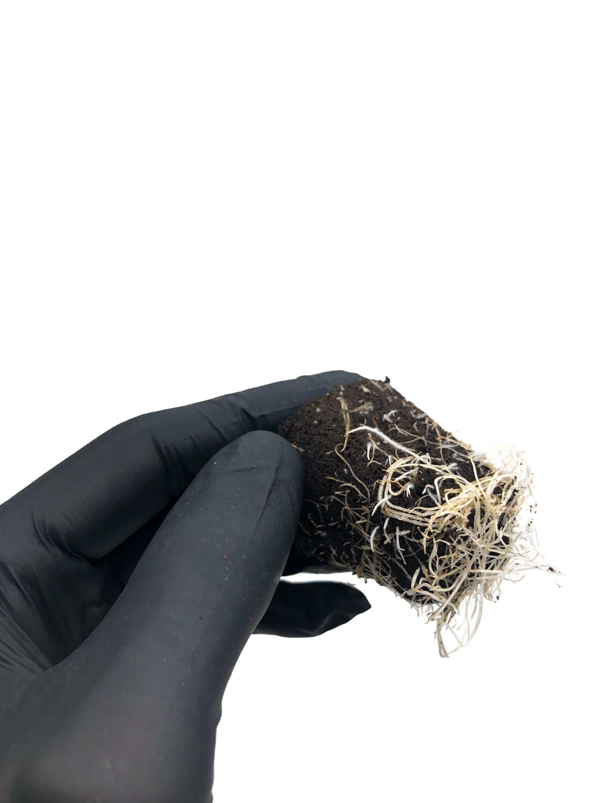 Rainbow Sherbert 11 - Steckling