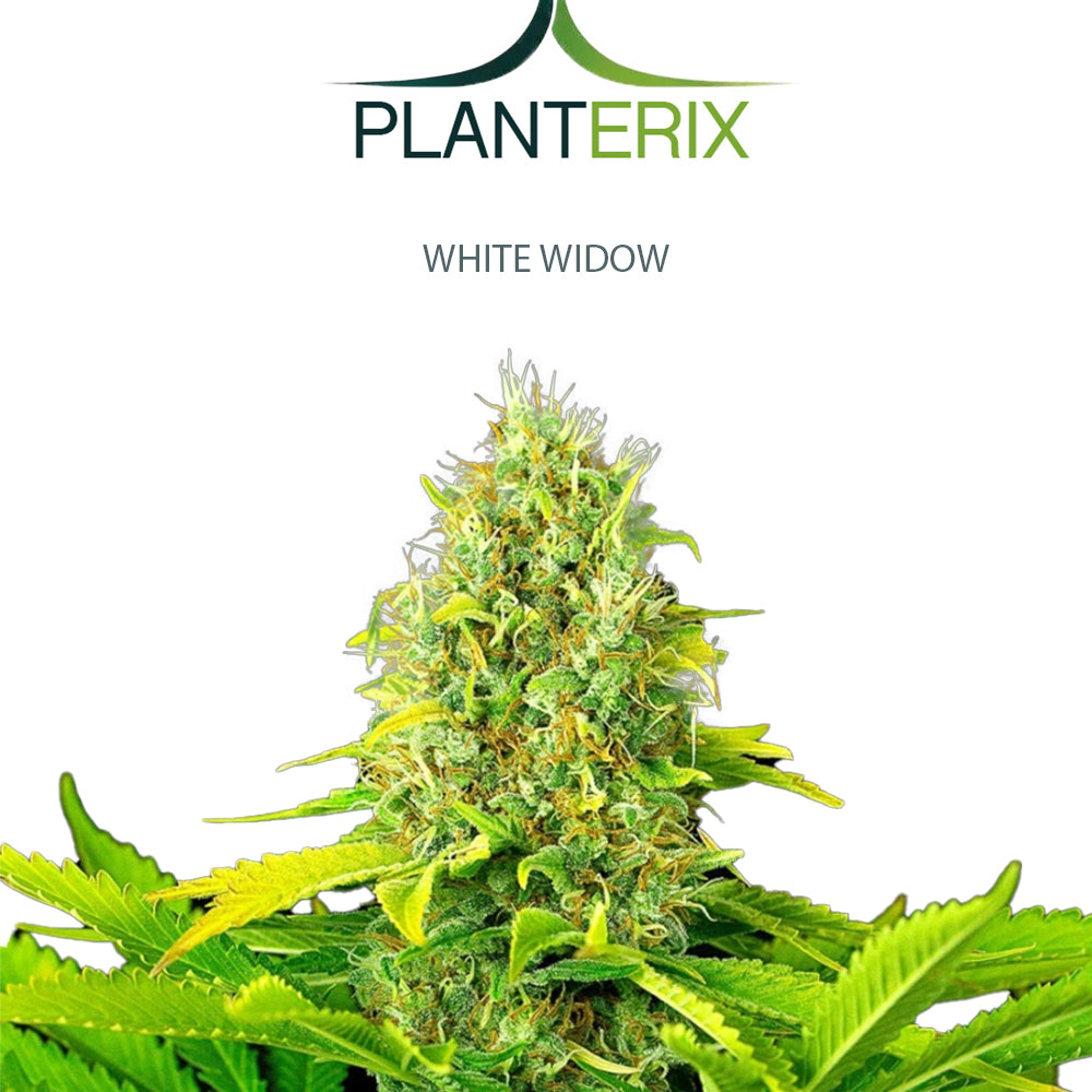 Auto White Widow Samen