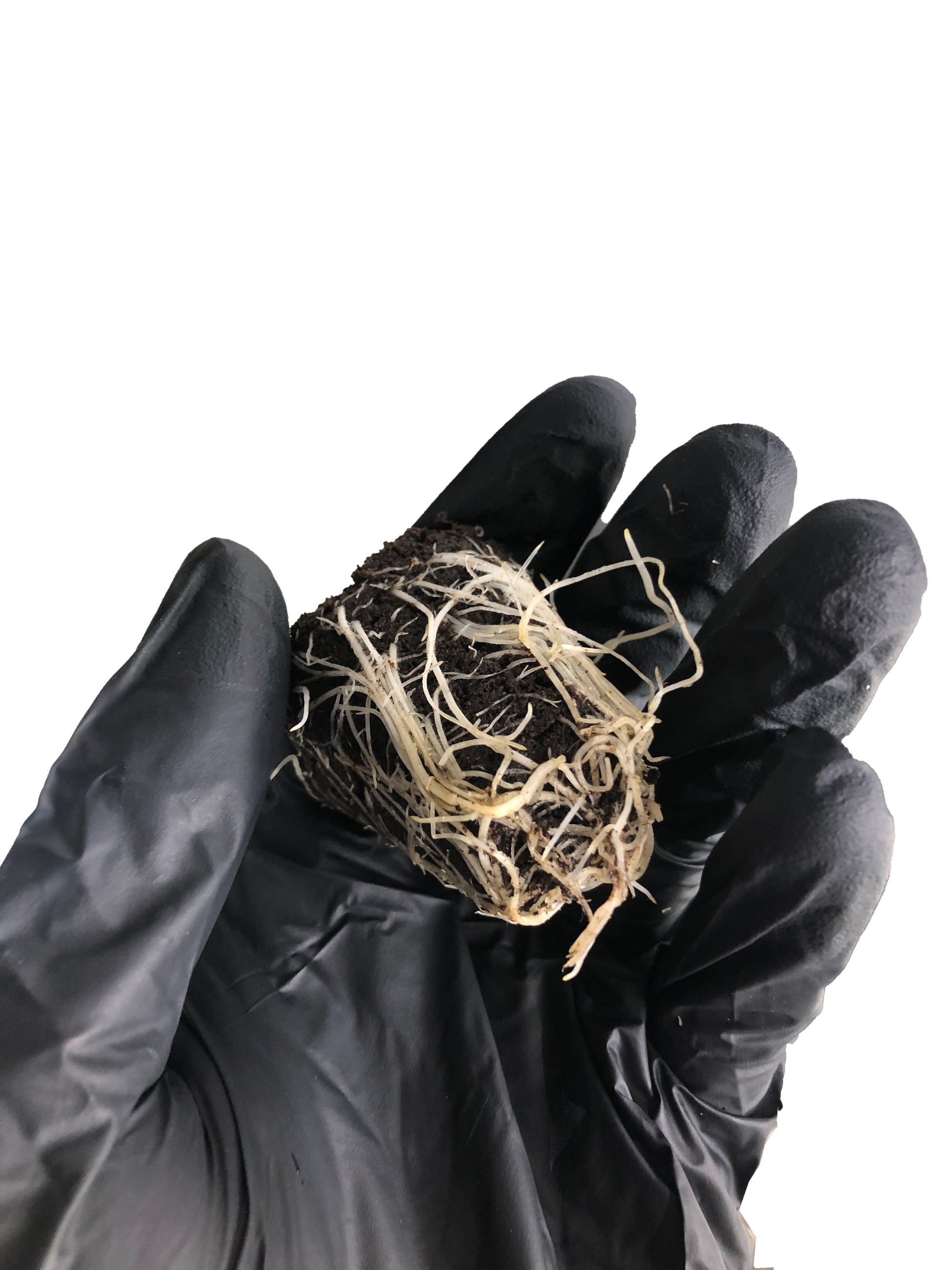 Mimosa x Orange Punch - Steckling