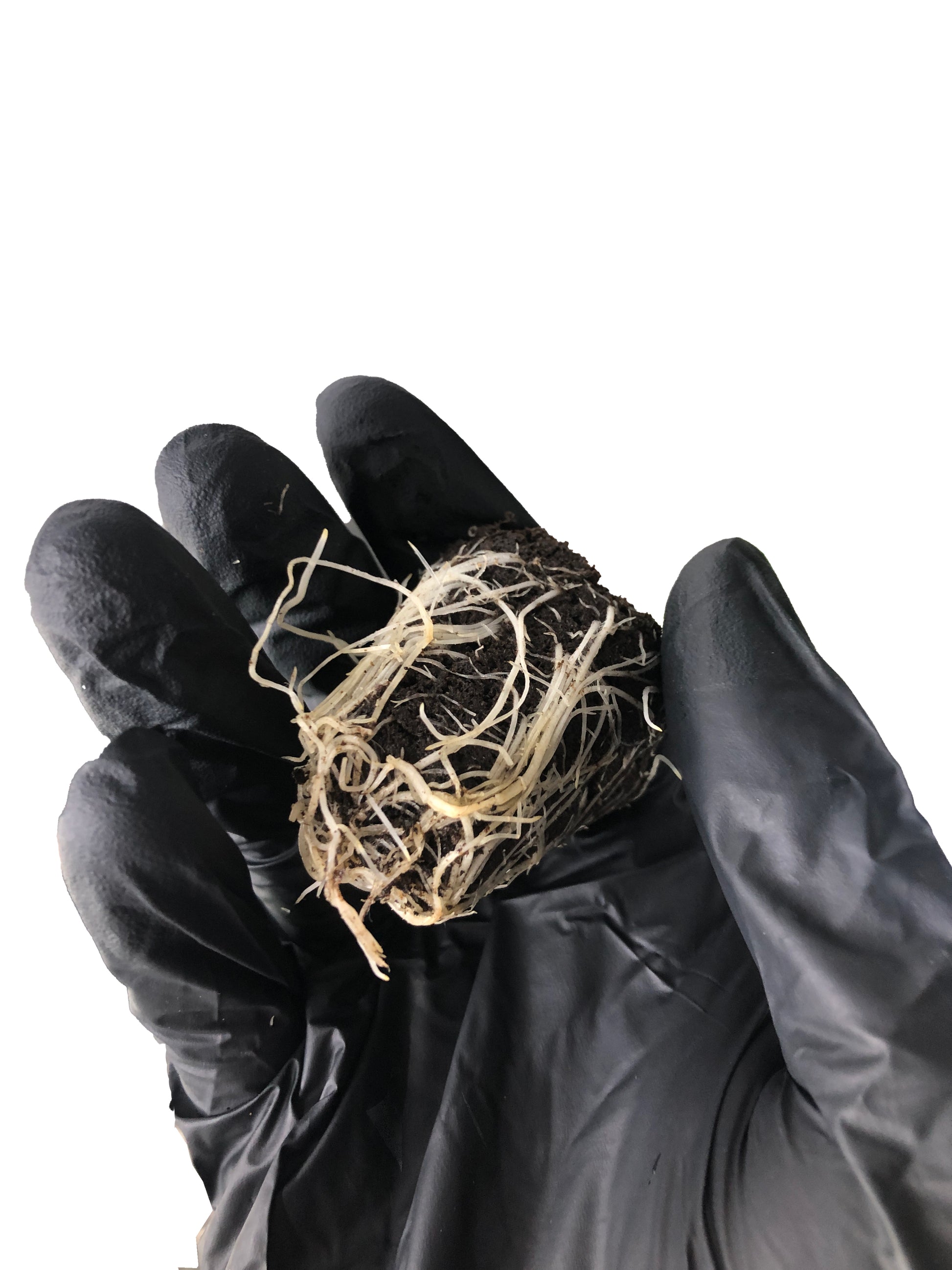 Super Silver Haze - Steckling