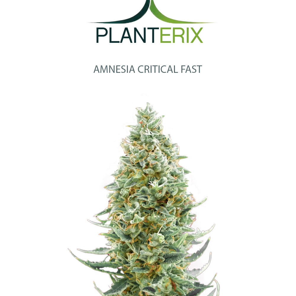 Amnesia x Critical Fast Samen
