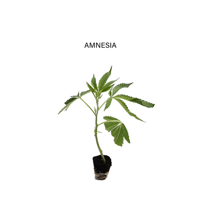 Amnesia - Steckling