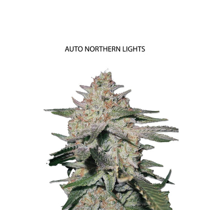 Auto Northern Lights Samen