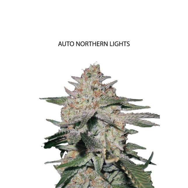 Auto Northern Lights Samen