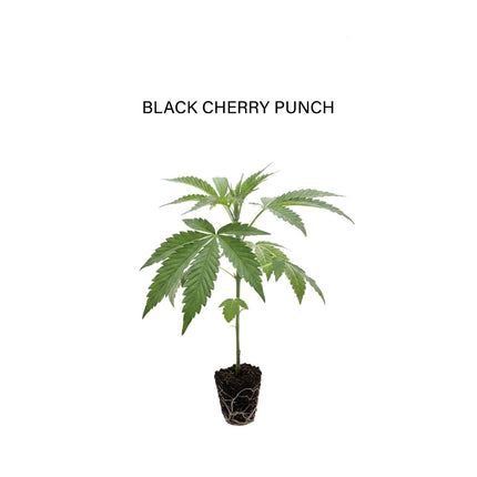Black Cherry Punch - Steckling