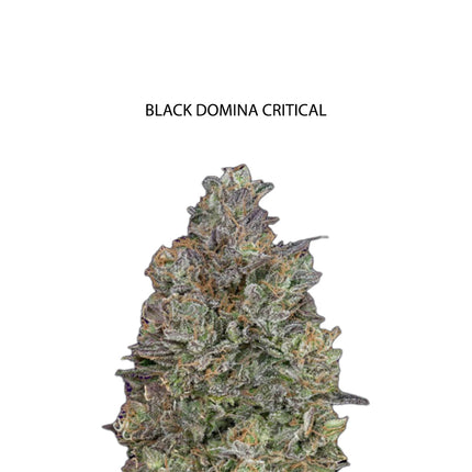 Black Domina x Critical Samen