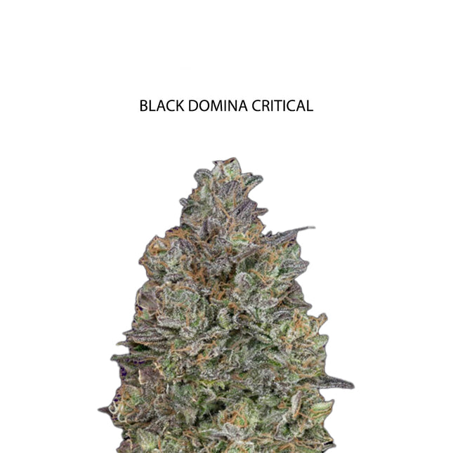 Black Domina x Critical Samen