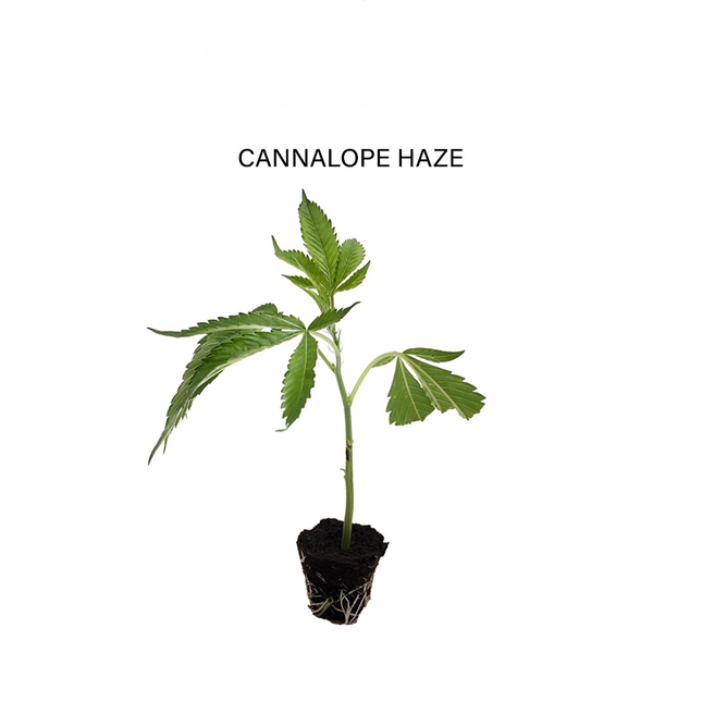 Cannalope Haze - Steckling